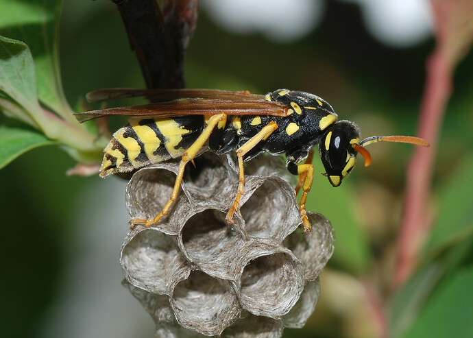 Wasp_March_2008-3