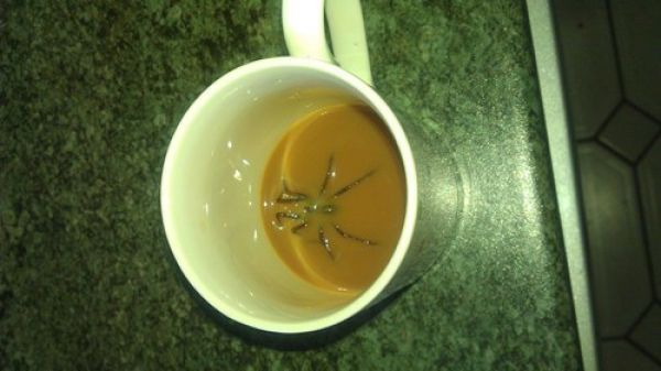 spider coffee