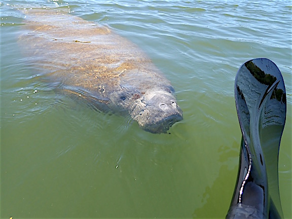 manatee1