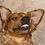 cudog