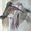 jaybirdwc